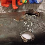 Mobile TIG vs MIG Welding: What’s Right for Your Project